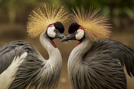 Crowned crane