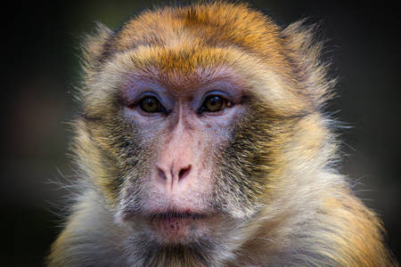 Mono mágico o bereber