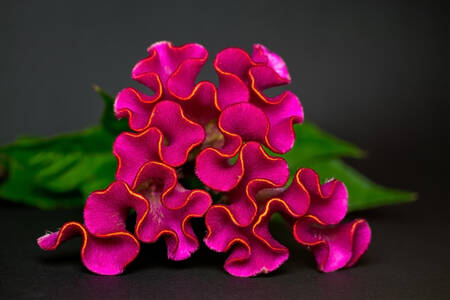 Roze celosia