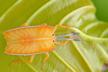Orange bug