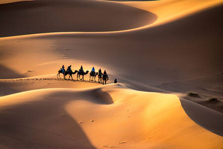 Camel caravan among sand dunes