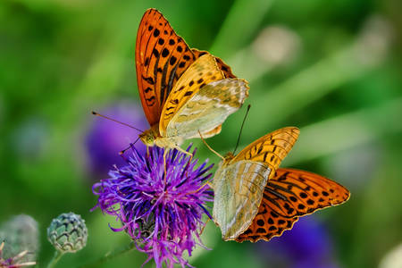 Butterflies in the garden