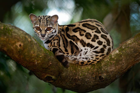 Margay