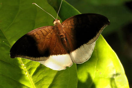 Perhonen Harmaa Määrä