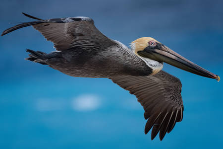Pelican in flight