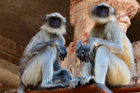 Gray langurs